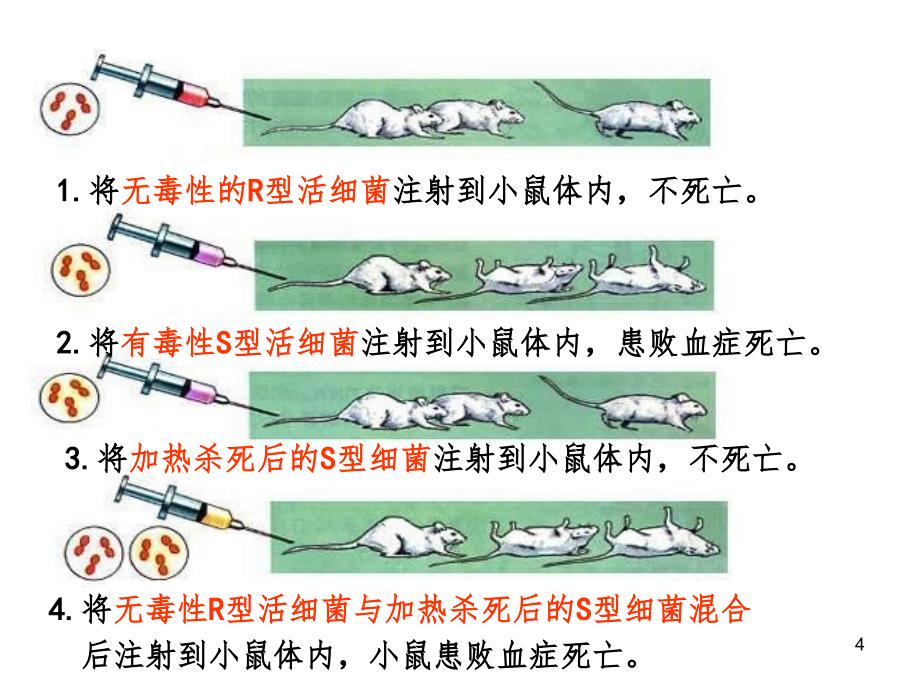 肺炎双球菌的转化实验PPT精品文档_第4页