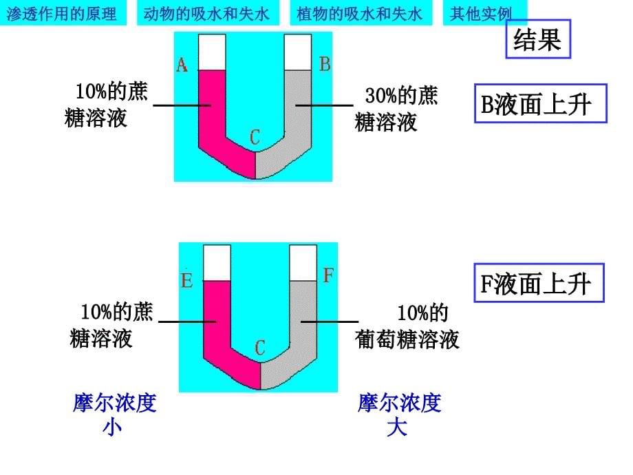 物质跨膜运输的实例优质课凤_第5页