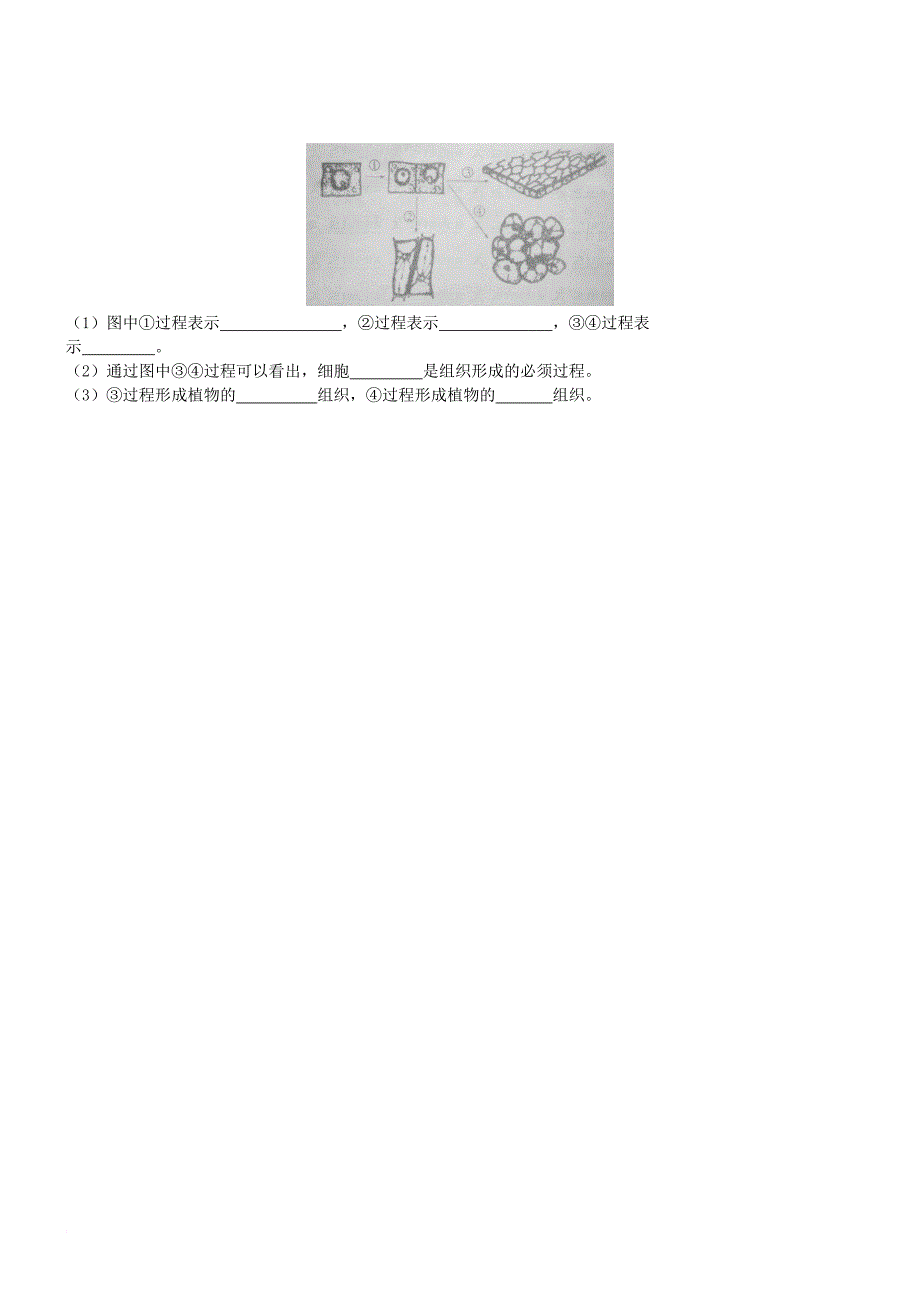 七年级生物上册 2.3.3 细胞通过分裂而增殖同步练习 新版北师大版_第2页