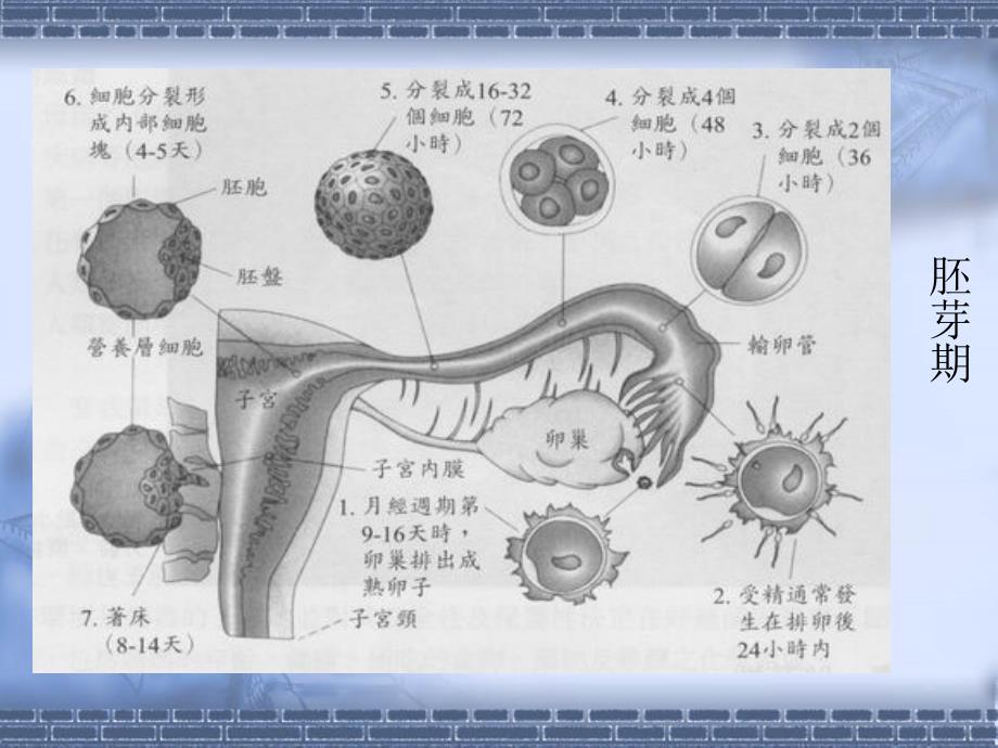 二章胎儿期孕期的发展_第3页