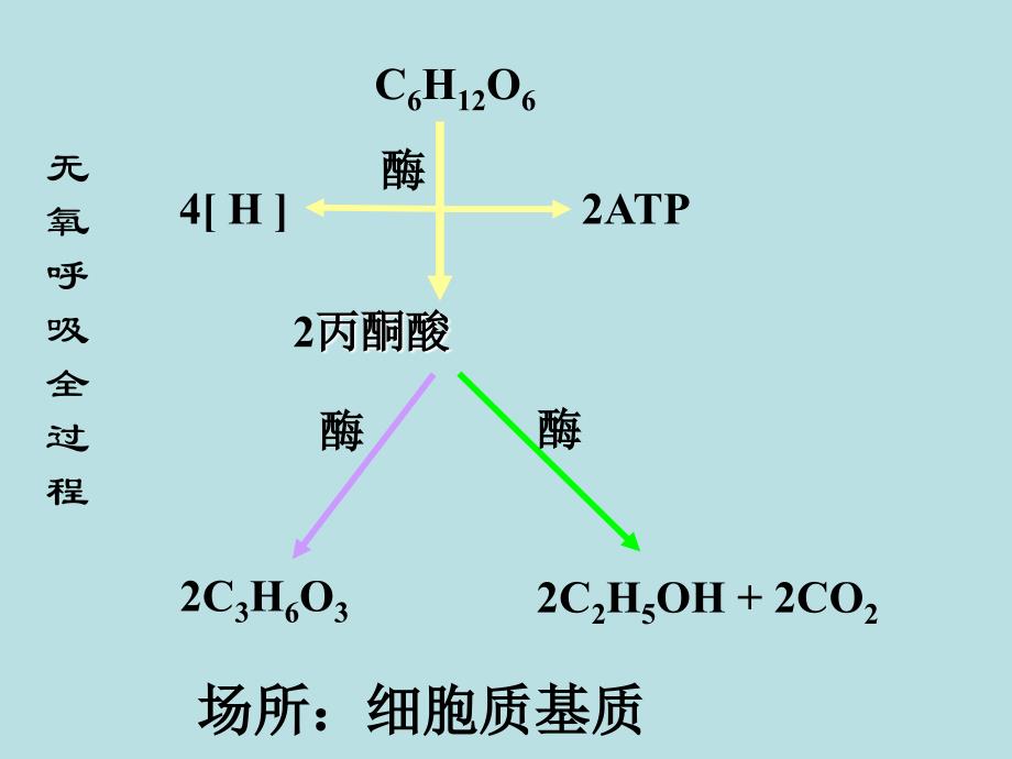 必修一课件第五章第三节无氧呼吸_第4页