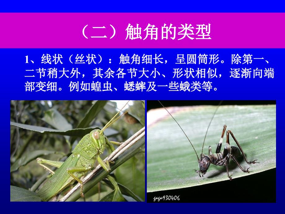 昆虫的感觉器官和仿生学2新课件_第4页