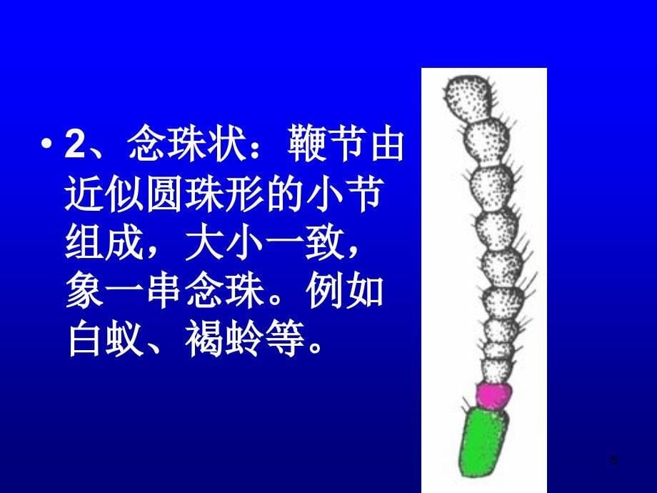 昆虫的感觉器官和仿生学2新课件_第5页