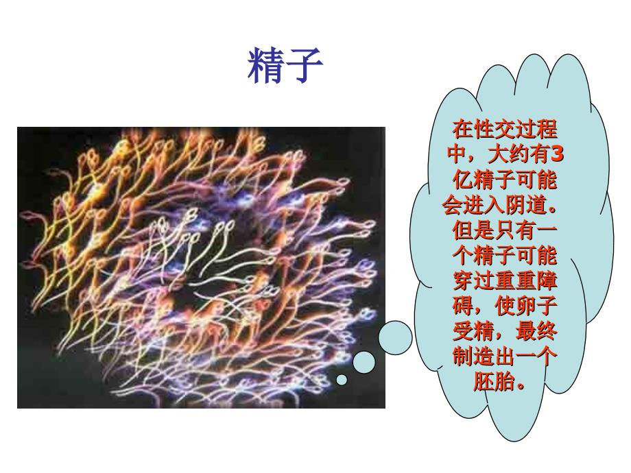 组织学与胚胎学课件：生命的诞生_第4页