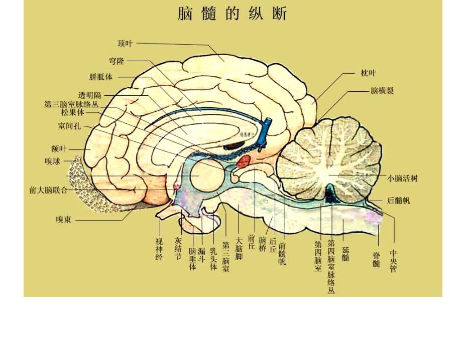 10第九章神经系统2PPT文档_第1页