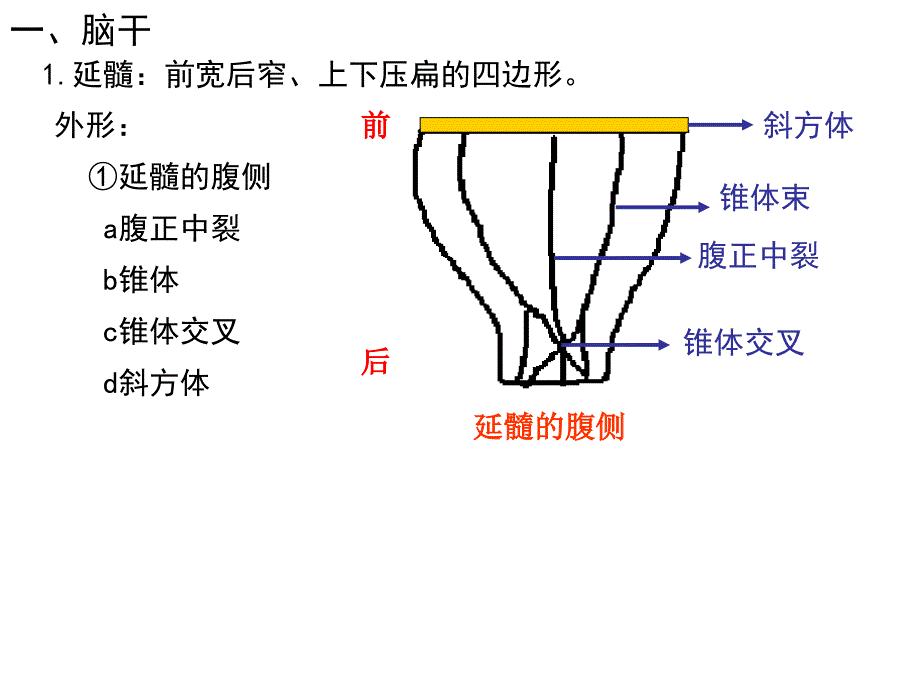 10第九章神经系统2PPT文档_第2页