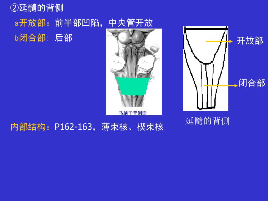 10第九章神经系统2PPT文档_第4页