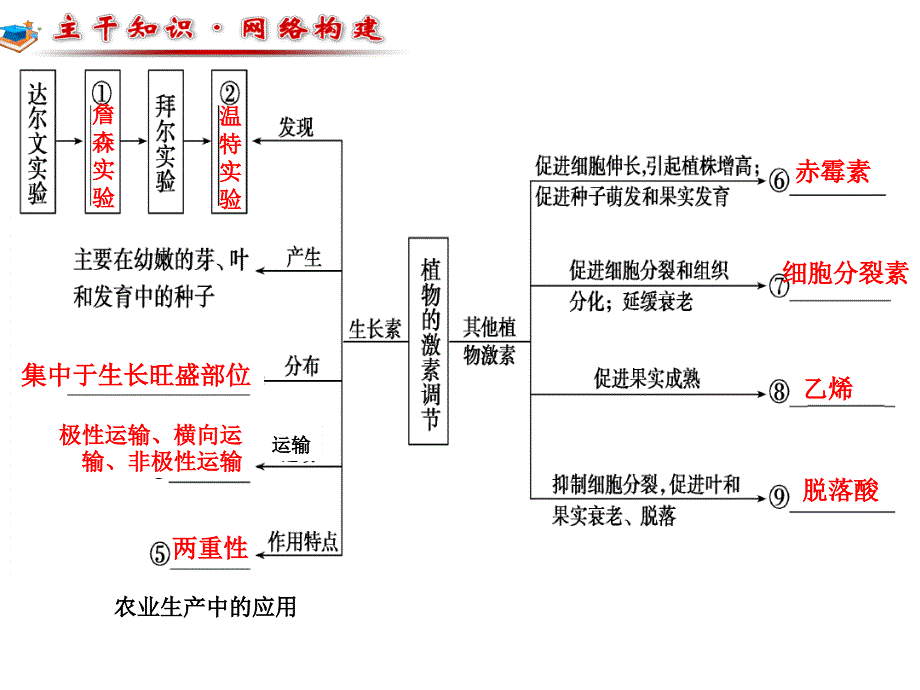 二轮复习植物的激素调节上课精讲_第2页