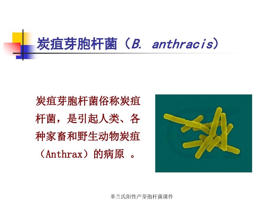 革兰氏阳性产芽孢杆菌课件_第3页