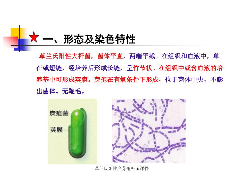 革兰氏阳性产芽孢杆菌课件_第4页