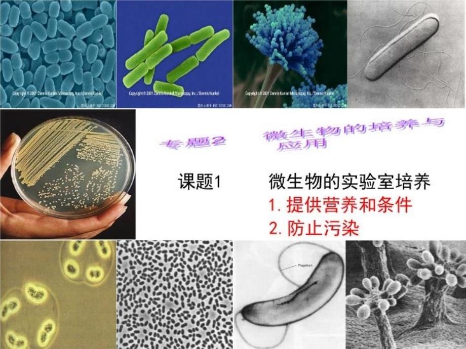 最新微生物的实验室培养上课PPT课件_第3页