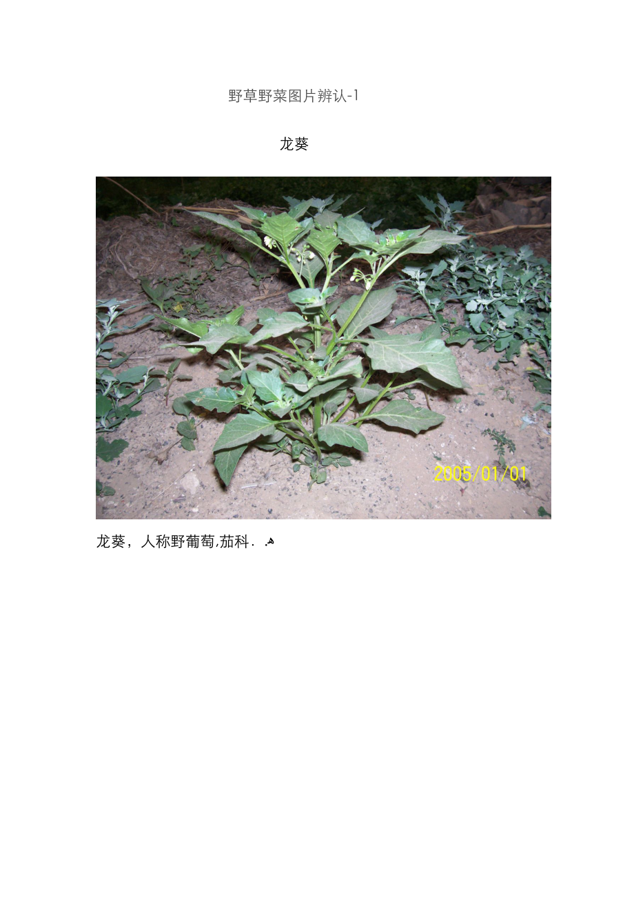 野草野菜图片识-1_第1页