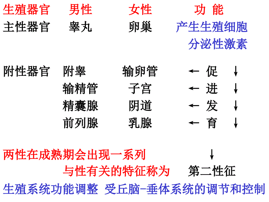 男性生殖系统的解剖与组织结构_第2页