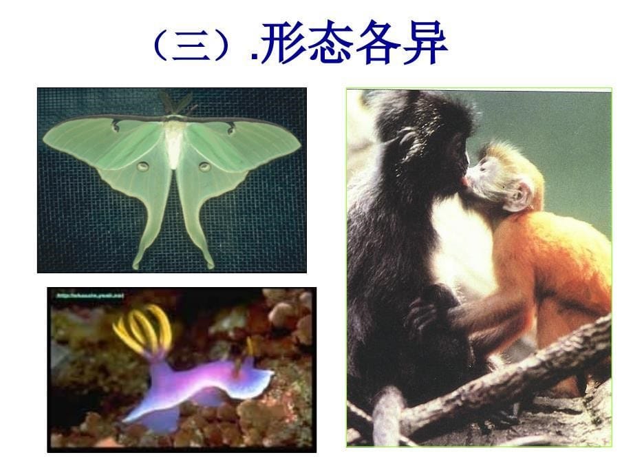 《生物的分类》课件_第5页