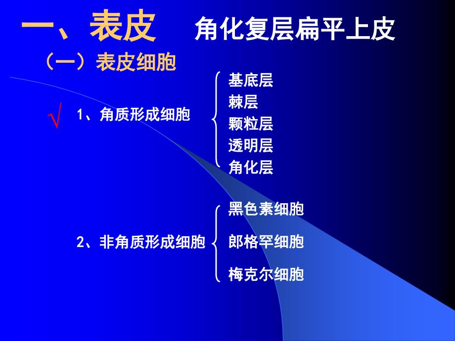 14皮肤组织胚胎学课件_第4页