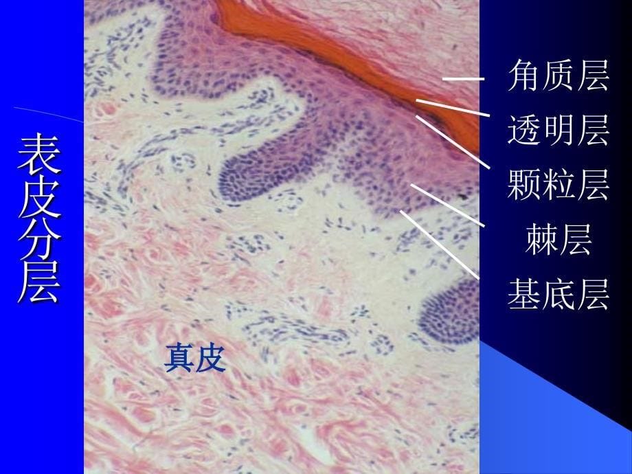 14皮肤组织胚胎学课件_第5页