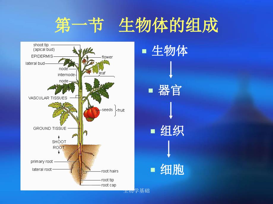 生物学基础课件_第2页