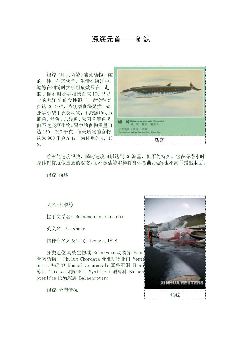 深海元首——鳁鲸_第1页