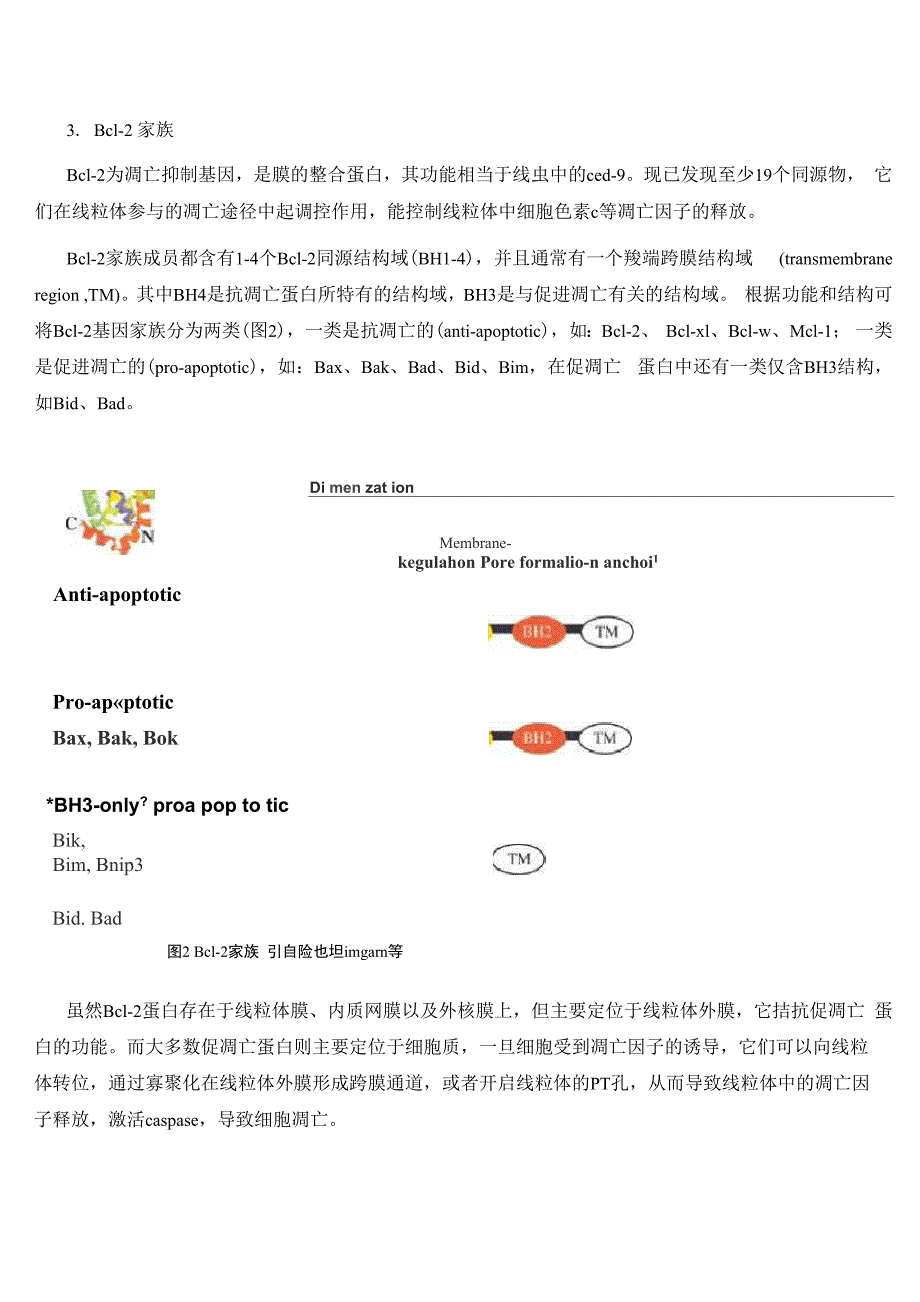 细胞凋亡相关的基因和蛋白_第3页