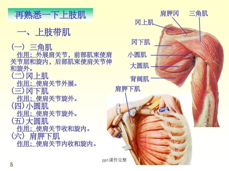 上肢局部解剖课件_第5页