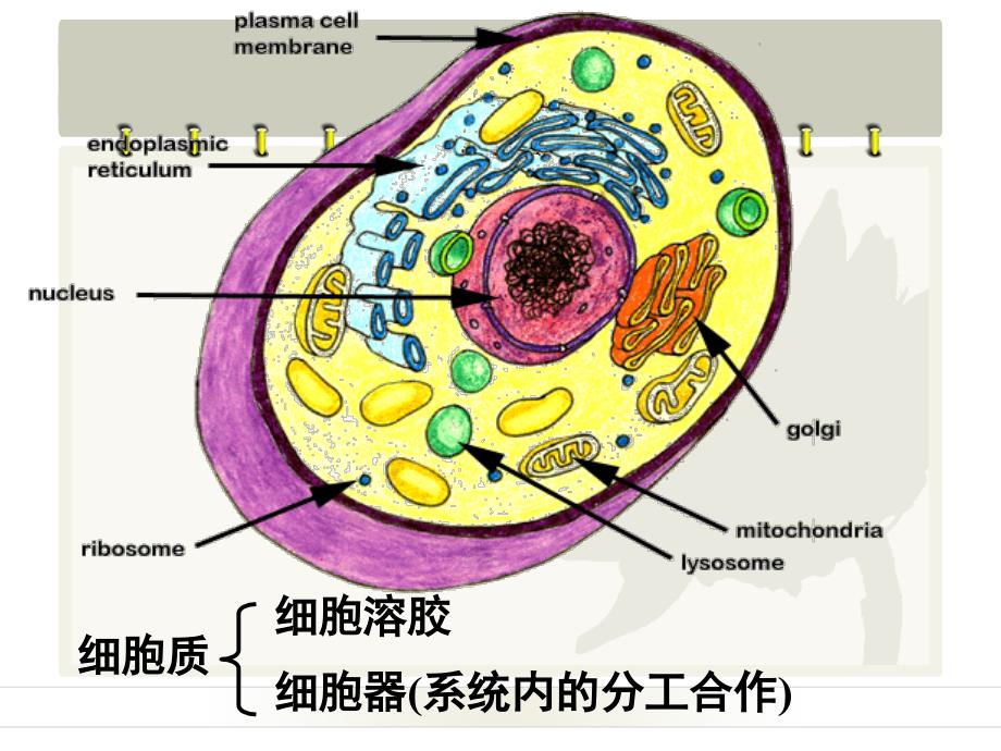 细胞质浙教版课件_第2页