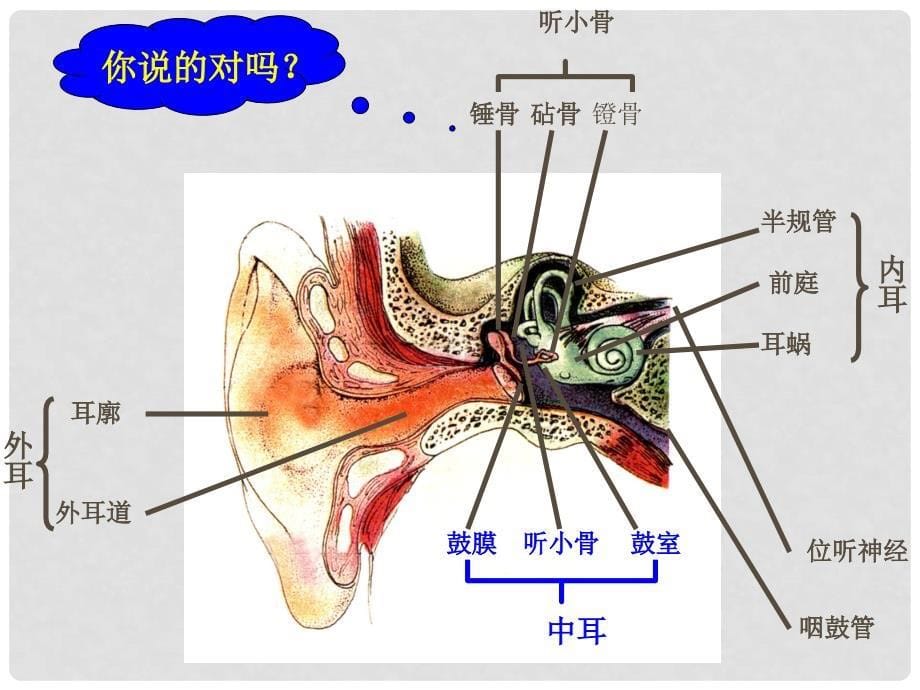 湖北省汉川实验中学七年级生物上册 感受器和感觉器官课件 人教新课标版_第5页