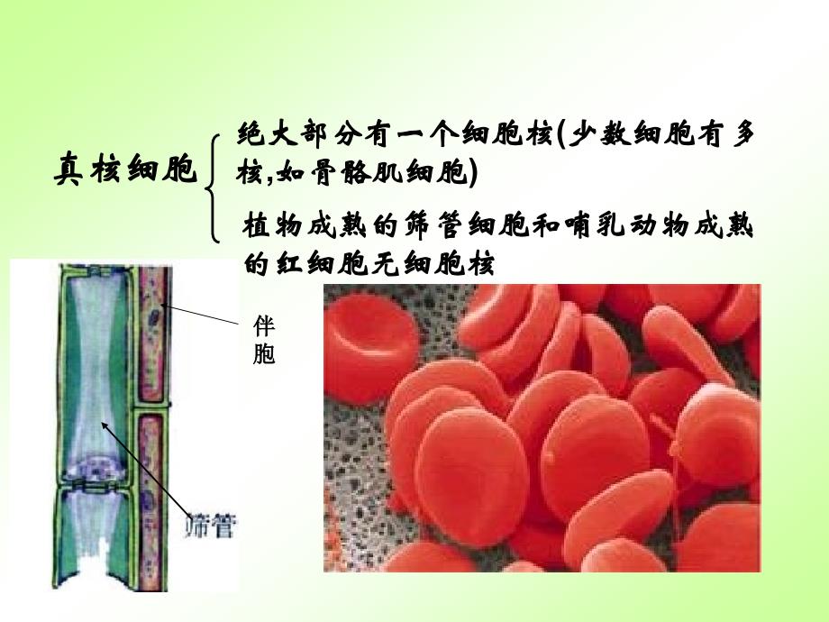 生物细胞核课件1_第2页