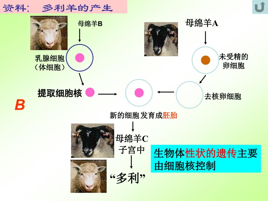 生物细胞核课件1_第3页