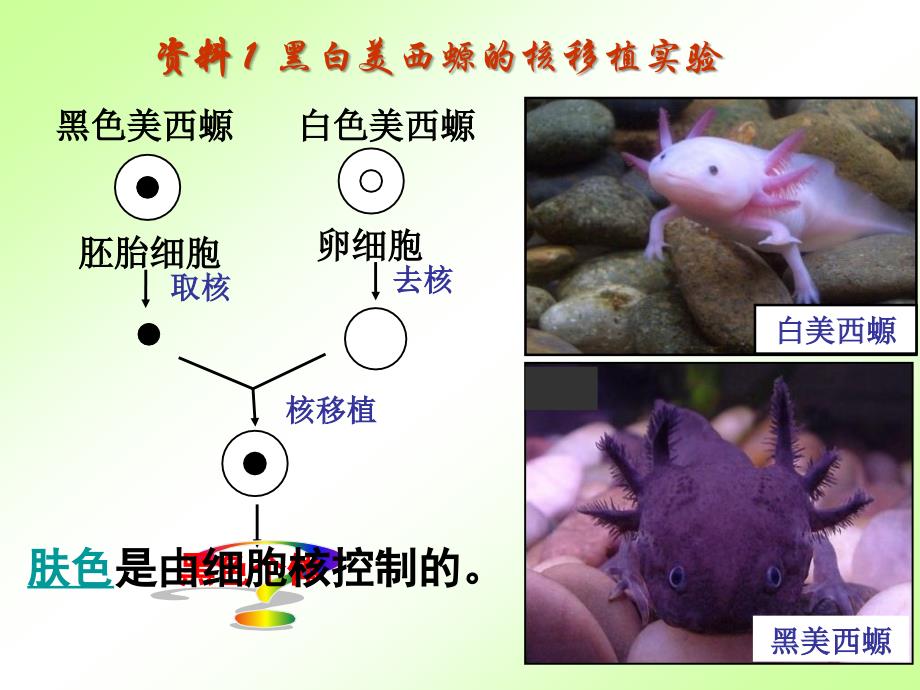 生物细胞核课件1_第4页