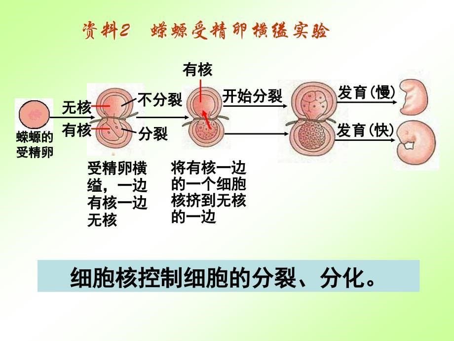 生物细胞核课件1_第5页