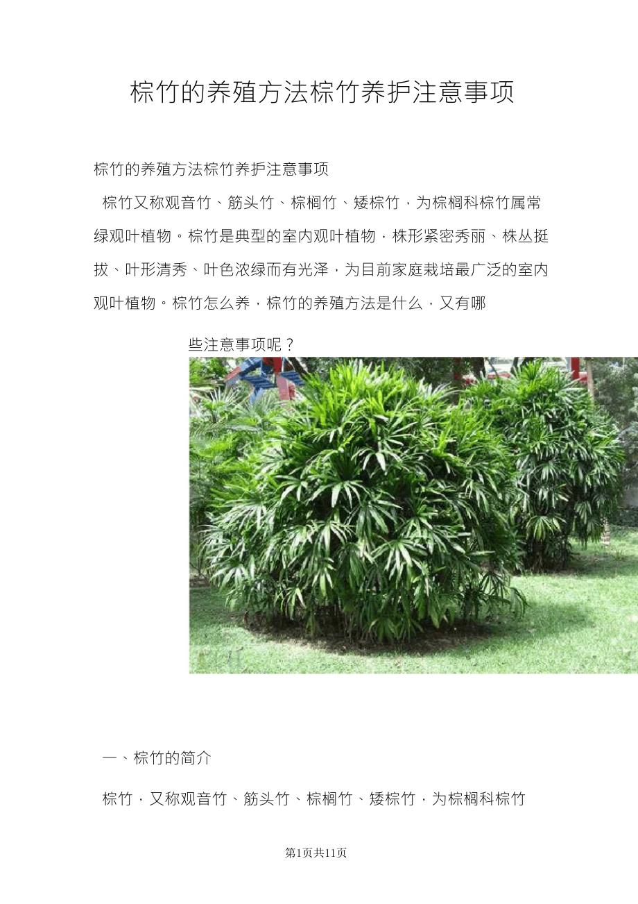 棕竹的养殖方法棕竹养护注意事项_第1页