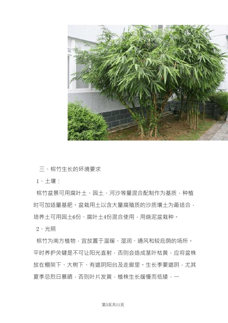 棕竹的养殖方法棕竹养护注意事项_第3页