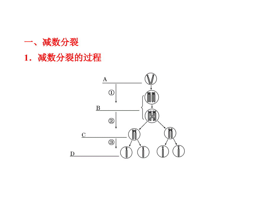 减数分裂和受精作用教材_第4页