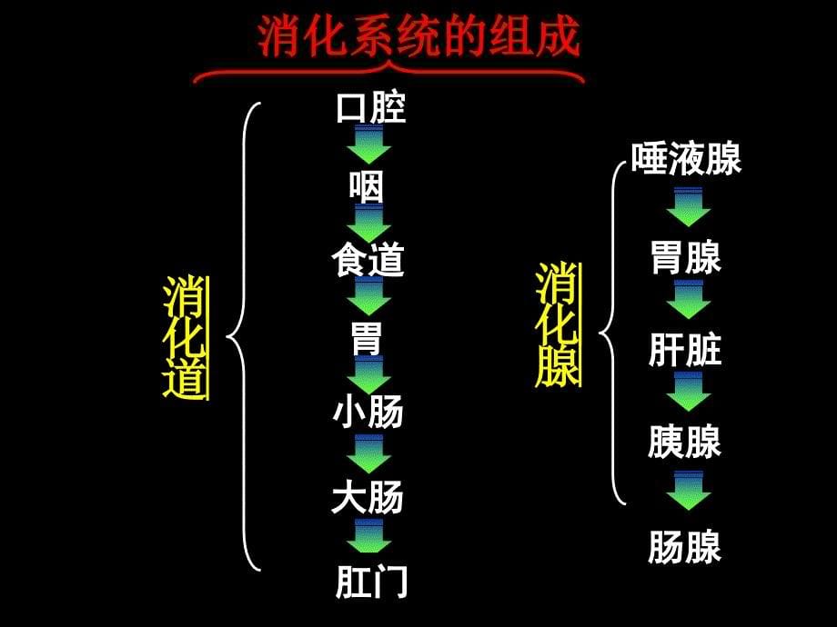 人体的新陈代谢课件ppt_第5页