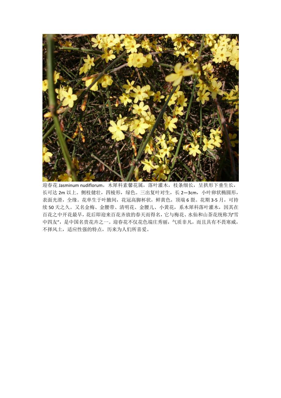 春天开花植物.doc_第3页