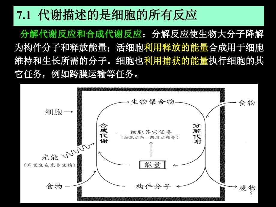 Chapter7代谢导论_第5页