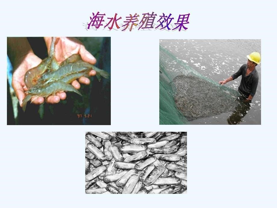 海水养殖与海洋污染_第5页