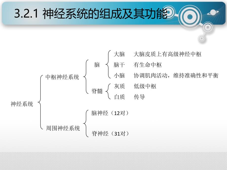 安全人机工程学3.2人的生理特征_第2页