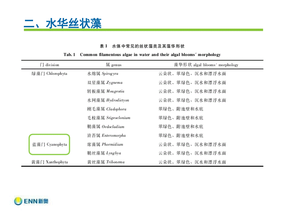 水华常见丝藻简介_第4页