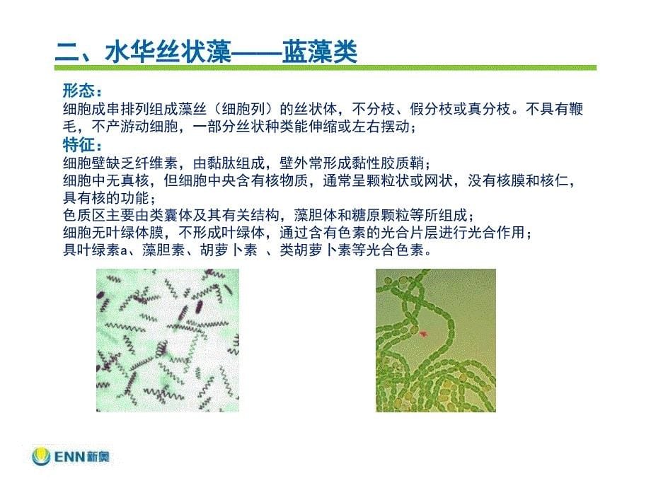 水华常见丝藻简介_第5页