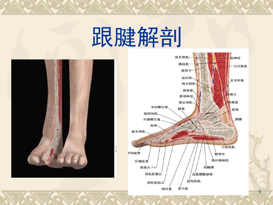 跟腱断裂重建或修补手术护理常规_第4页