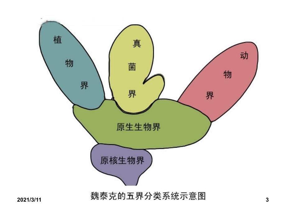 《原生生物的主要类群》课件_第3页