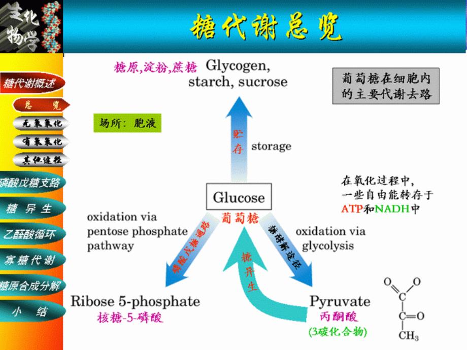 糖代谢ppt课件_第1页