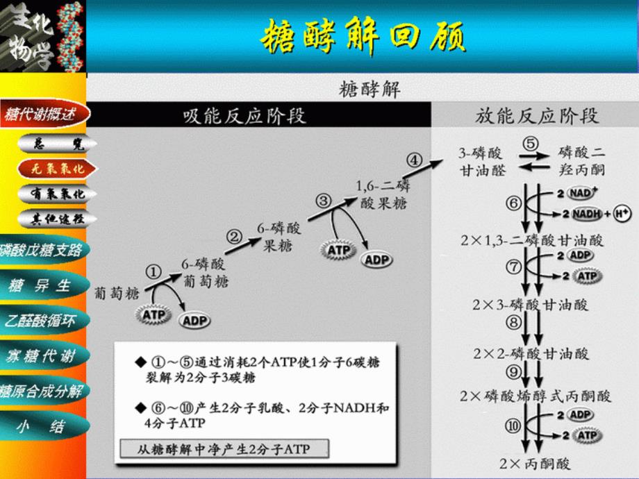 糖代谢ppt课件_第2页