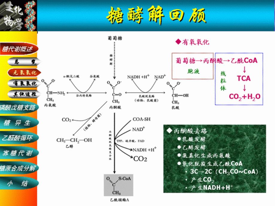 糖代谢ppt课件_第3页