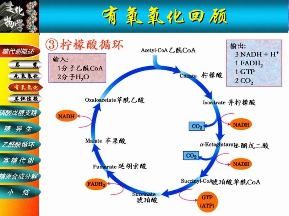 糖代谢ppt课件_第5页