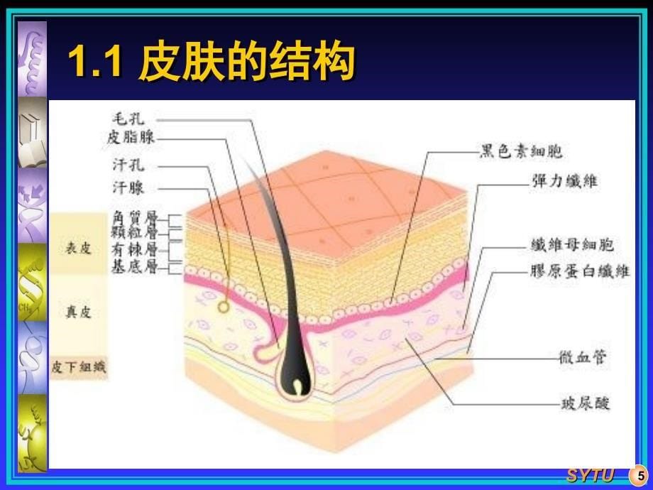 第十四章美容的功能性食品_第5页