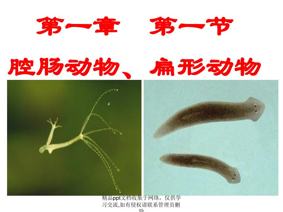 八年级生物上册《第一章_第一节_腔肠动物和扁形动物》课件_第4页