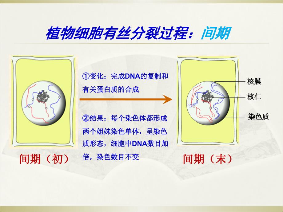 减数分裂和受精作用课件22_第4页