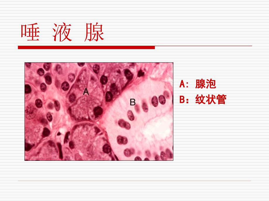 A牙骨质B牙周膜D骨髓腔E固有牙槽骨F松质骨002_第4页